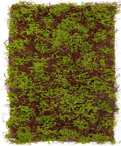 Wooden Nest Moss Sheet (Indoor)